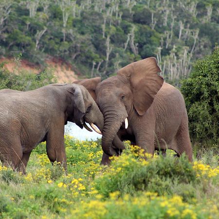 Sibuya Game Reserve And Lodge Kenton on Sea Exterior photo