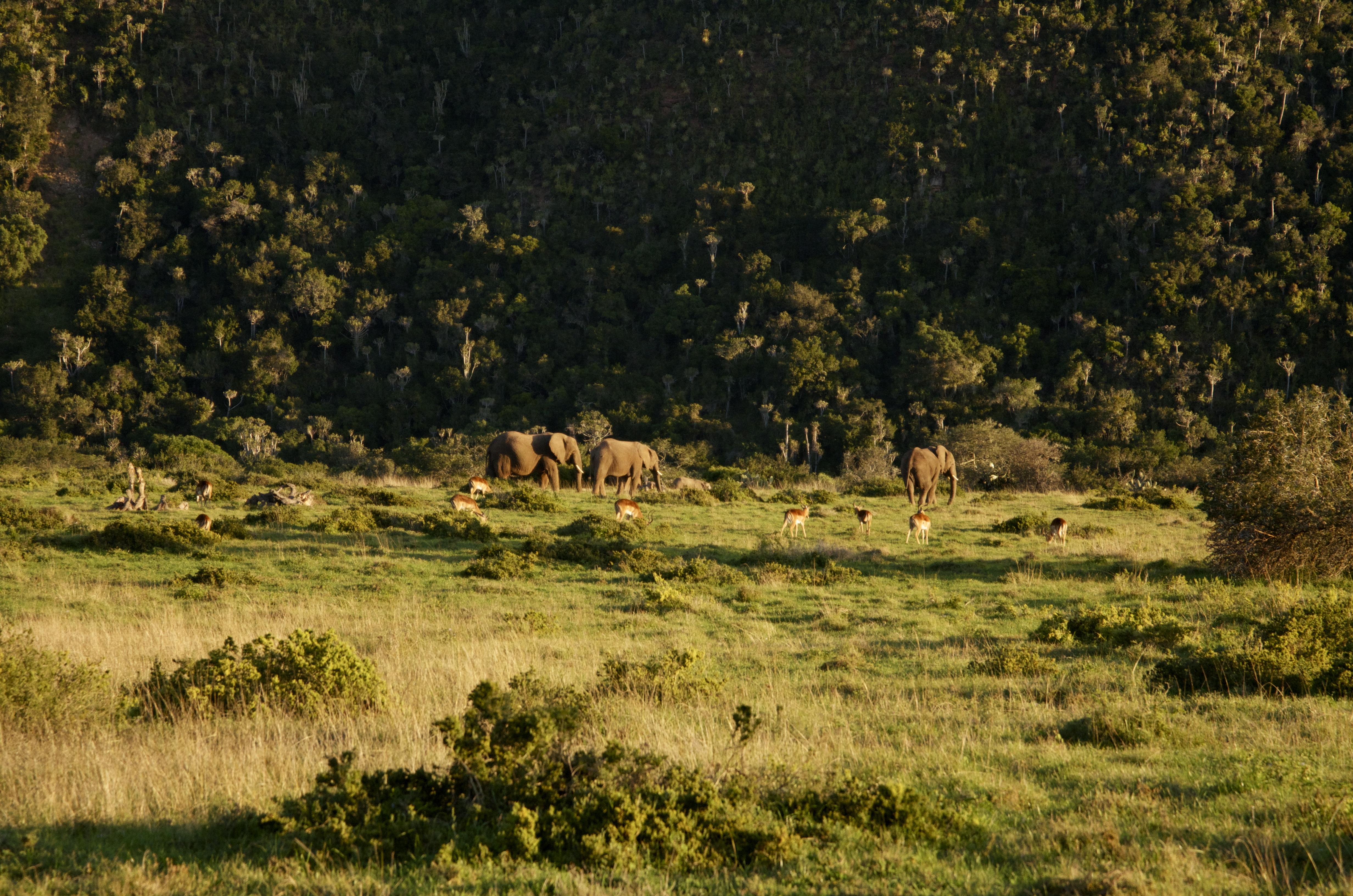 Sibuya Game Reserve And Lodge Kenton on Sea Exterior photo