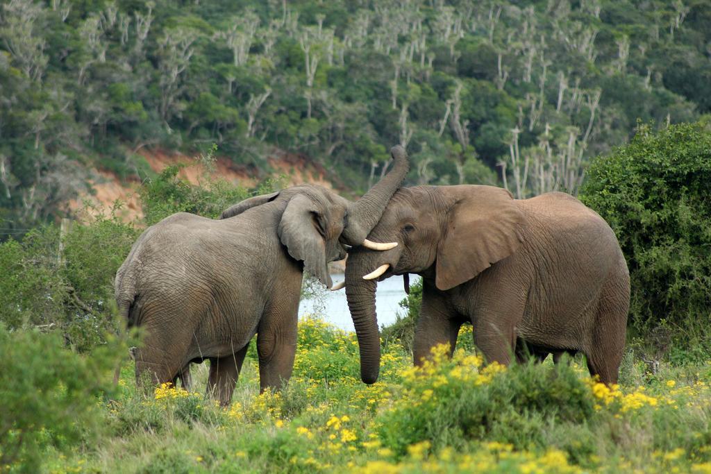Sibuya Game Reserve And Lodge Kenton on Sea Exterior photo